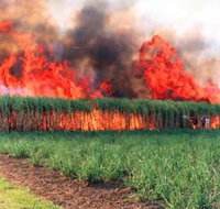 Reeves Family Sugar Cane Farm - Events Australia