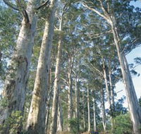 The Great Forest Trees Drive - Events Australia