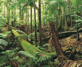 Wollumbin-Mount Warning National Park - Tourism Bookings 0
