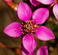 Flora - Accommodation Europe