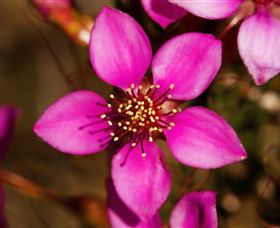 Flora - Events Australia 0