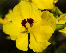 Flora - Events Australia 1