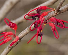 Flora - Events Australia 3