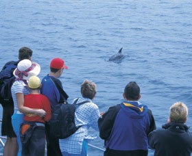 Dolphin Discovery Centre - Tourism Bookings 3