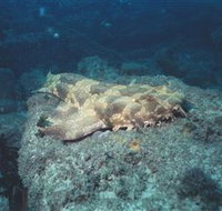 Scottish Prince Dive Site - Tourism Bookings