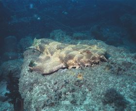Scottish Prince Dive Site - Events Australia 0