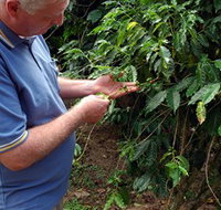 Wombah Coffee Plantation - Events Australia