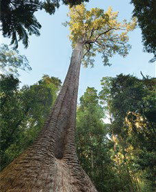 Burrawan State Forest - Events Australia 1