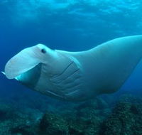 Manta Bommie Dive Site - Events Australia
