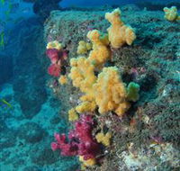 Shag Rock Dive Site - Events Australia
