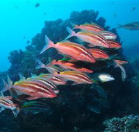 Flat Rock Dive Site - Events Australia