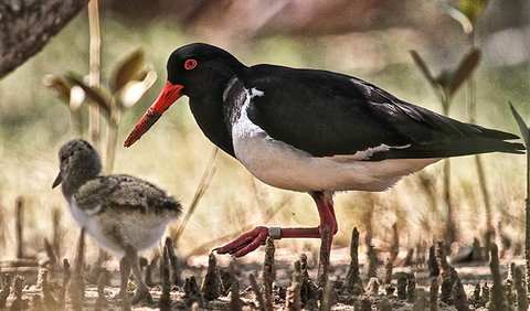 Brunswick Heads Nature Reserve - Events Australia 2