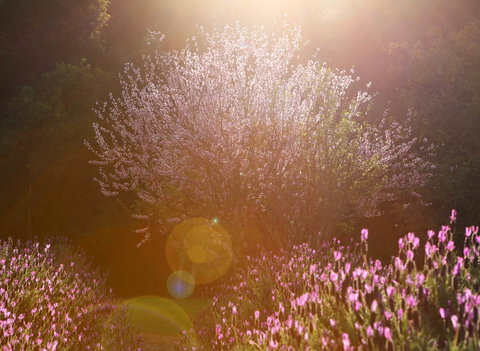 Jasmin Organics Skincare Farm And Factory - Events Australia 1