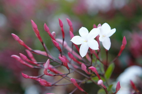 Jasmin Organics Skincare Farm And Factory - Events Australia 3