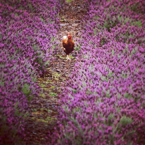 Jasmin Organics Skincare Farm And Factory - Events Australia 10