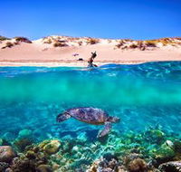 Snorkel the Ningaloo Reef - Events Australia