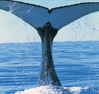 Humpback Whales - Events Australia