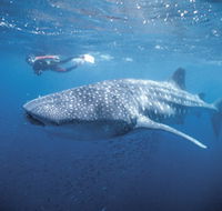 Swim with the Whale Sharks - Events Australia