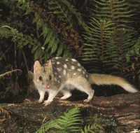Tarkine Forest Reserve - Events Australia