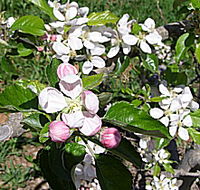 Avro Park Orchards - Events Australia