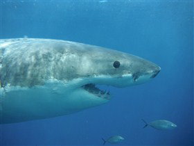 Goin' Off Safaris - Events Australia 3