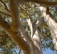 Lindsay Pryor Walk Australian National University - Events Australia