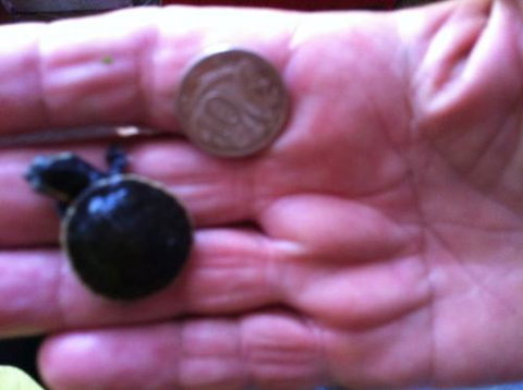 Hurley’s Aquariums - Events Australia 0