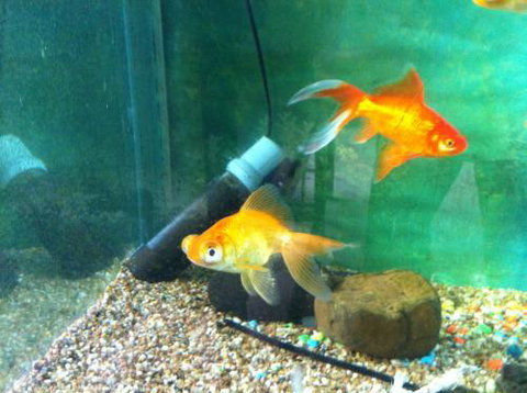 Hurley’s Aquariums - Events Australia 2