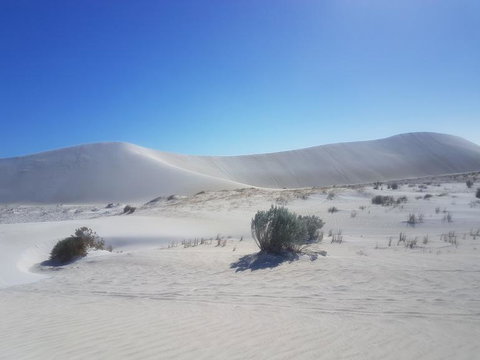 Pinnacles Desert, Koalas And Sandboarding 4WD Day Tour From Perth - Events Australia 2
