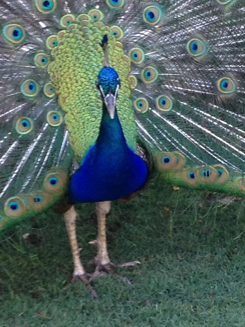 Pinnacles Desert, Koalas And Sandboarding 4WD Day Tour From Perth - Events Australia 22