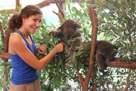 Pinnacles Desert, Koalas And Sandboarding 4WD Day Tour From Perth - Events Australia 29