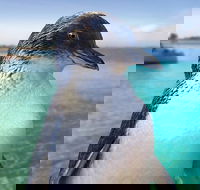 Full-Day Penguin Island  Fremantle Town - Events Australia