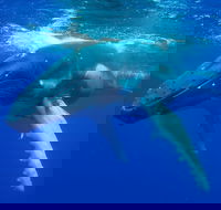 Dunsborough Whale Watching Eco Tour - Events Australia