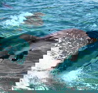 Half-Day Mandurah Canals  Dolphin Watch Tour - Events Australia