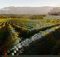 Half-Day Swan Valley Walk  Fruit Orchard - Events Australia