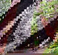 Margaret River Wineries Caves Ocean and Karri - Air  Ground Tour - Events Australia