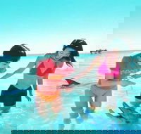 Monkey Mia Dolphins  Shark Bay Air Tour From Perth - Events Australia