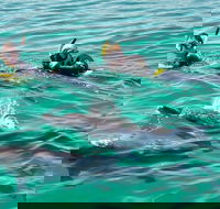 Swim with Dolphins Day Trip from Perth - Events Australia