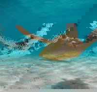 Turtle Eco Adventure Tour in Exmouth - Events Australia