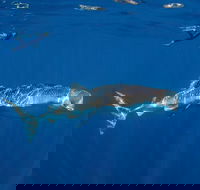 Private Whale Shark or Humpback Whale Swimming Tour - Events Australia