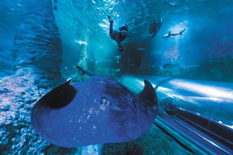 Snorkel With Sharks At AQWA - Events Australia 1