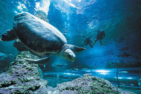 Snorkel With Sharks At AQWA - Events Australia 6