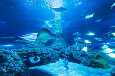 Snorkel With Sharks At AQWA - Events Australia 4