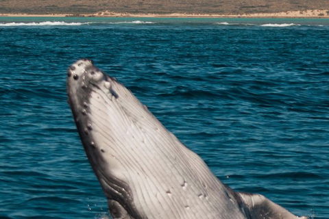 VIP Luxury Chartered Escapes, Exploring The Reef At Your Own Pace - Events Australia 3