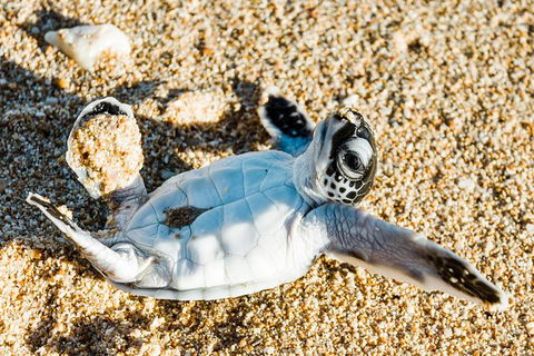 VIP Luxury Chartered Escapes, Exploring The Reef At Your Own Pace - Events Australia 38