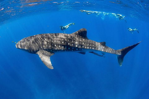 VIP Luxury Chartered Escapes, Exploring The Reef At Your Own Pace - Events Australia 27