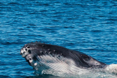 VIP Luxury Chartered Escapes, Exploring The Reef At Your Own Pace - Events Australia 14