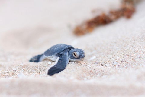 VIP Luxury Chartered Escapes, Exploring The Reef At Your Own Pace - Events Australia 6