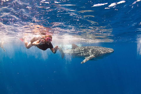 VIP Luxury Chartered Escapes, Exploring The Reef At Your Own Pace - Events Australia 8