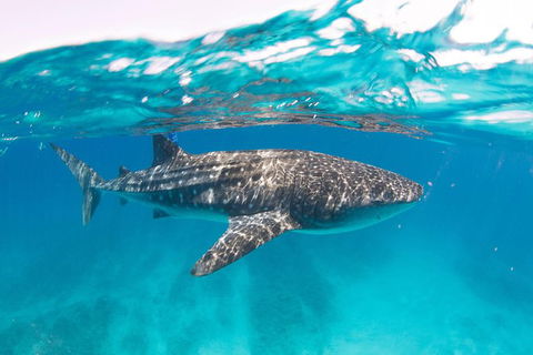 VIP Luxury Chartered Escapes, Exploring The Reef At Your Own Pace - Events Australia 15